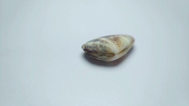 macro video collection of various seashell specimens rotating on clean white background.