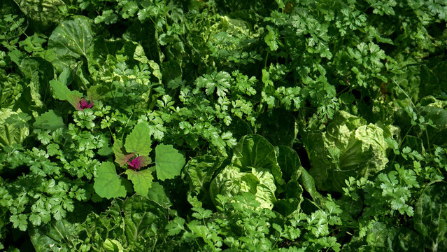 Mixed leafy vegetables growing in an organic garden bed