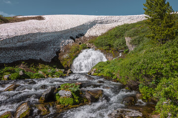 Big waterfall flows from mossy rock under snow cornice in sunny day. Green alpine scenery with pure mountain creek among wild lush flora in bright sun. Large river source under snowfield in sunlight. © Daniil