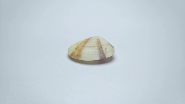 macro video collection of various seashell specimens rotating on clean white background.