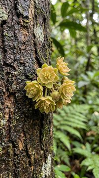 telechocarpus burahol, known as the kepel tree, a rare tropical plant historically associated with Javanese royal gardens. Its delicate flowers and cultural significance make it a unique botanical sub
