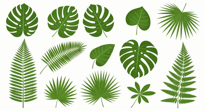 Collection of green tropical leaves including monstera deliciosa, various palm fronds, fern branches, and exotic foliage isolated on white background for botanical design elements.