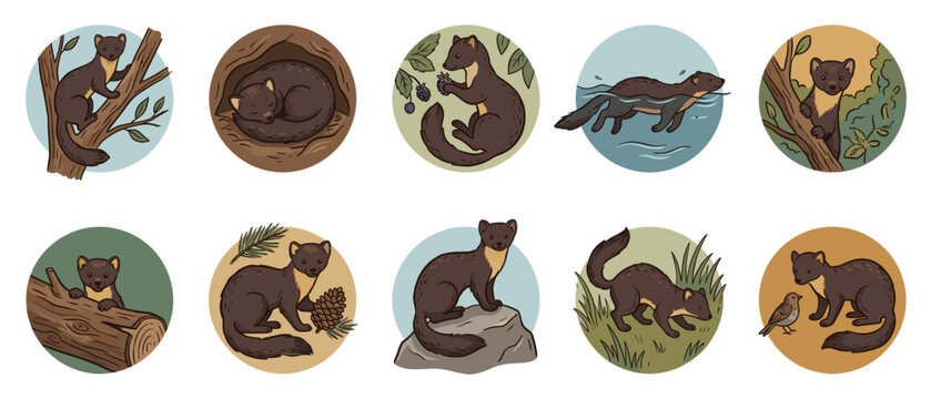 Marder tier vector collection of wild forest animal round stickers. Flat graphic design set featuring cute marten climbing, swimming, sleeping, and hunting in nature habitat.
