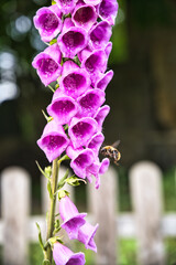 Purple Foxglove Flowers With Bee © jose