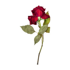 Obraz premium Dry red rose flower stem isolated on transparent background