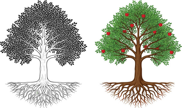 Detailed apple tree vector illustration with roots and red fruits including a black and white silhouette version for nature, environment, growth, and organic gardening design concepts