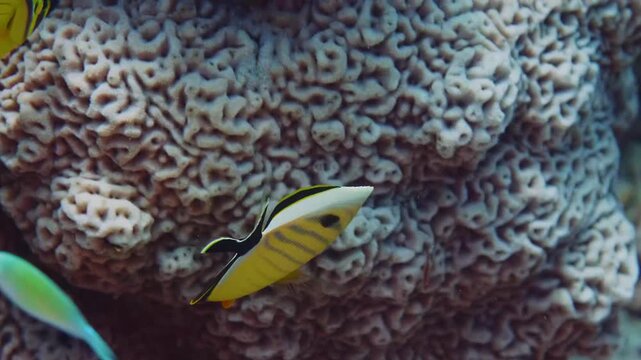 Underwater footage captures a vibrant Blacktail Butterflyfish Chaetodon austriacus, also known as the Exquisite Butterflyfish, gracefully swimming amidst colorful corals in the crystal clear waters of