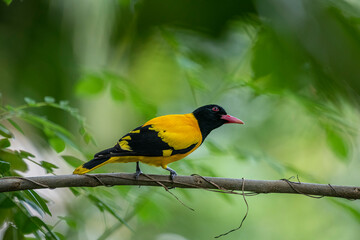 Obraz premium Black-hooded Oriole perches alertly on a slender branch. Its brilliant yellow plumage contrasts sharply against its jet-black head, while a distinctive pinkish-red beak adds a splash of color.