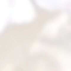Fototapeta premium Abstract white and gray background with beauty texture from petal for luxurious, classic, elegant, pure