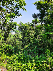 Fototapeta premium Lush Green Trees and Dense Foliage Under a Clear Blue Sky