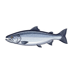Fototapeta premium Detailed vector illustration of an Atlantic salmon fish isolated on a white background, side view profile showing silver scales, dark spots, fins, and anatomical features of the species.