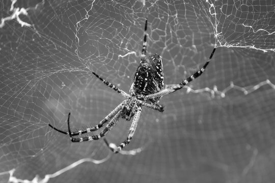 Spider on web