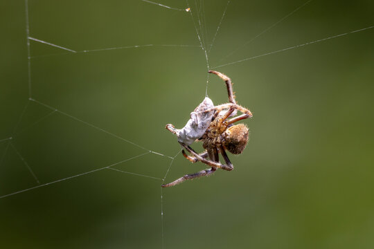 Spider and prey
