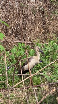 An Asian Openbill Stork (Anastomus oscitans) stands on a grassy field holding object in its beak before walking a few steps. 