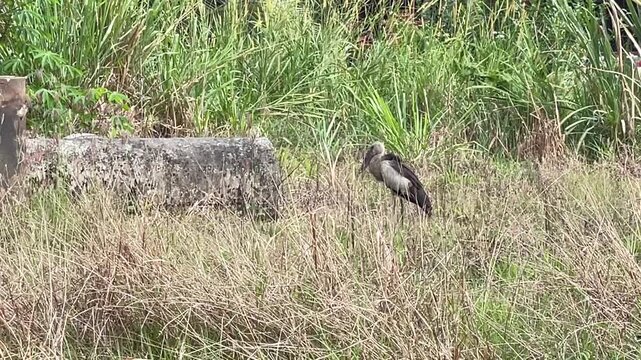 An Asian Openbill Stork (Anastomus oscitans) stands motionless on a grassy field in Malaysia, briefly shakes its head, and remains still.