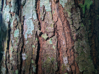 Fototapeta premium surface, mahogany wood background, wood texture, close up view of mahogany tree wood surface, mahogany wood background, Swietenia macrophylla, Swieten