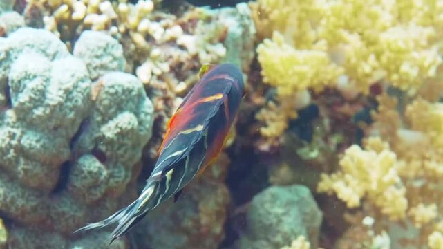 Close up footage of a beautiful Red breasted Wrasse Cheilinus fasciatus, also known as Broomtail Wrasse or Foxfish, gracefully swimming amidst colorful coral formations in a clear, shallow tropical re