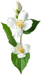 Obraz premium A white flower with yellow stamens and green leaves on a stem (2)