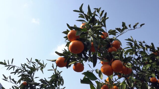 Fresh mandarins growing on a tree