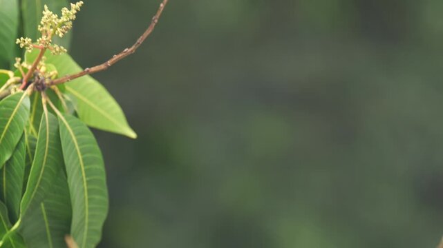 Great kiskadee (Pitangus sulphuratus) captured taking off from a mango tree branch, with soft green background and ample copy space. Ideal for concepts of freedom, nature, and biodiversity
