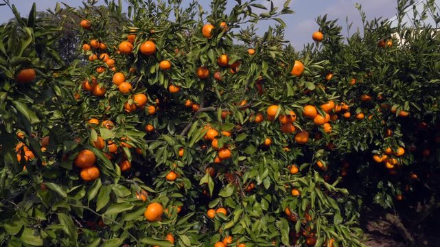 Fresh mandarins growing on a tree