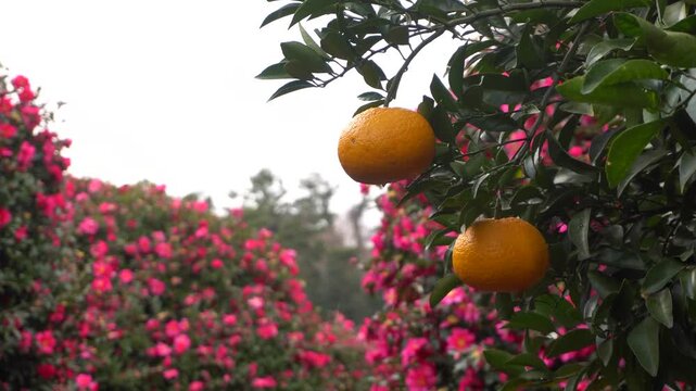 Camellia flowers and citron fruit on a snowy winter day