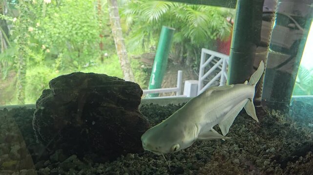 Close-up video of a sleek silver fish swimming near a dark rock in a tropical aquarium setting, showcasing aquatic marine life.