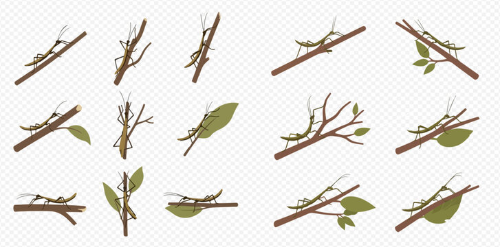 Isometric stick insect set on branches and leaves, showing camouflage and natural habitat.