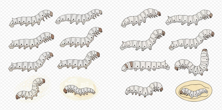 Set of silkworm larvae in various poses, illustrating the life cycle of a silkworm.