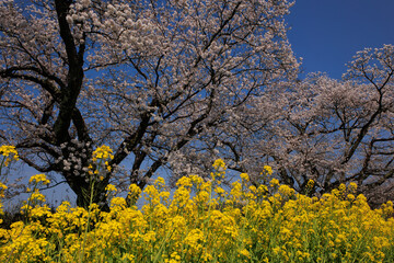 Fototapeta premium cherry blossom tree and canola flower