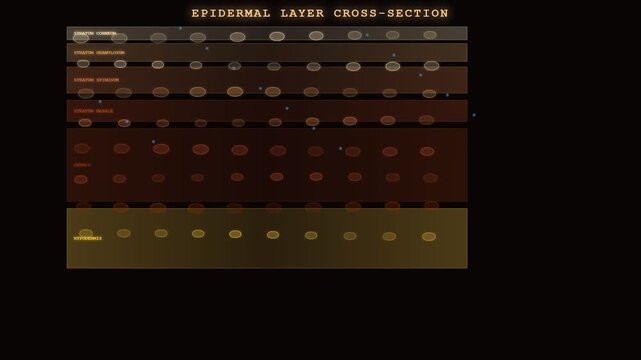 Observe the Biometric Data Flow as simulated particles penetrate and are absorbed into a detailed cross-section of human skin's epidermal and dermal layers.