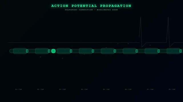 Experience the Biometric Data Flow of saltatory conduction, a vital neurological process shown in this scientific animation of a nerve axon diagram.