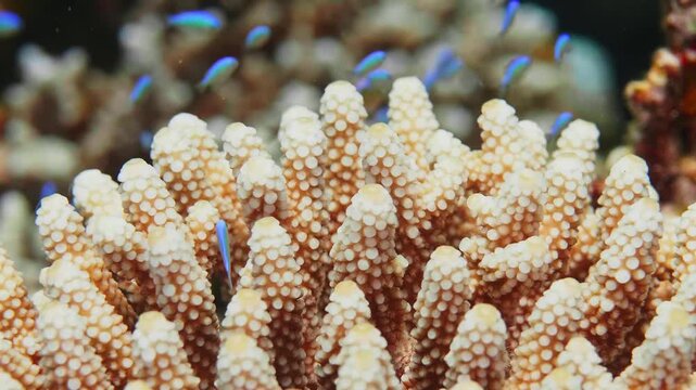 underwater close up of a healthy coral reef, showcasing intricate Acropora coral structures teeming with vibrant blue damselfish and other small marine life.