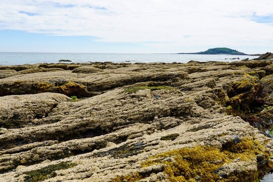 Barnacles and seaweed on rocks in Looe, Cornwall, England, overlooking the sea with clouds in the sky