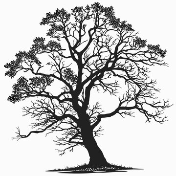 Tree silhouette, black tree, vector tree, oak tree, landscape icon