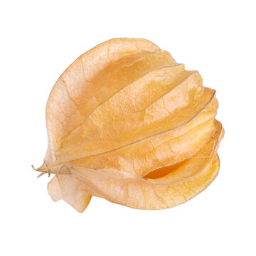 Cape gooseberry, physalis isolated on transparent background.