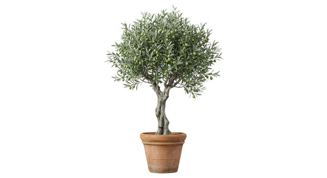 Potted Olive Tree with Green Olives Isolated on White Background