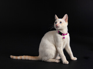 Naklejka premium GATO