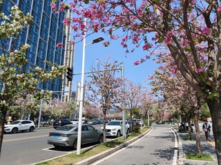 Obraz premium Spring in Bloom Along the City Streets