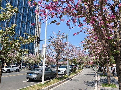 Spring in Bloom Along the City Streets
