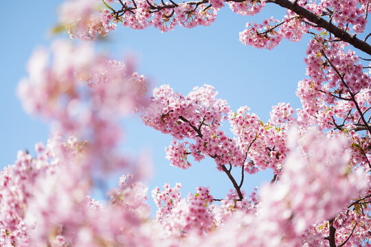 河津桜と青空(1)