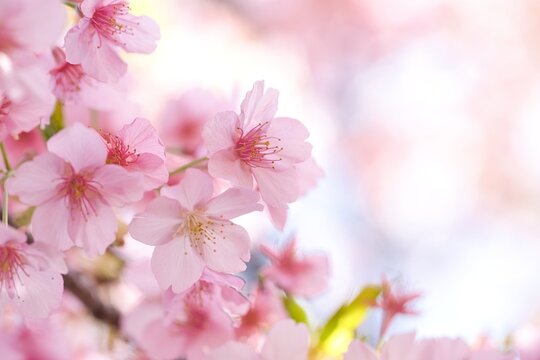 河津桜のアップ(2)