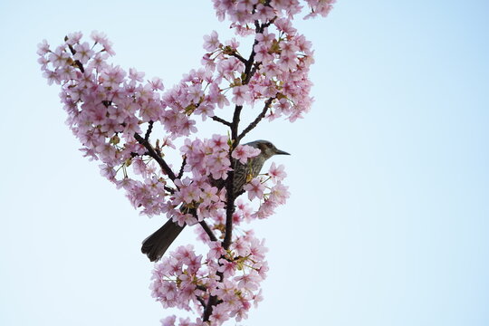 桜とヒヨドリと空