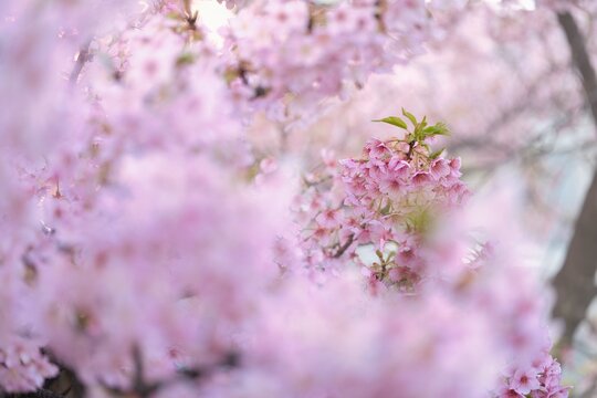 満開の河津桜