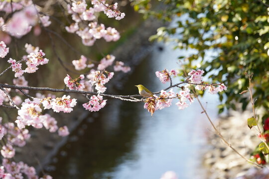 桜とメジロと用水路
