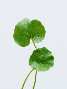 Gotu kola leaves close-up on white background &ndash; herbal medicine and natural skincare ingredient concept