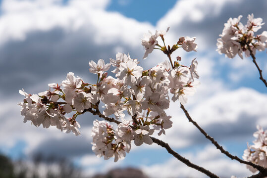 남원 섬진강변 봄 벚꽃, Spring cherry blossoms along the Seomjingang River in Namwon