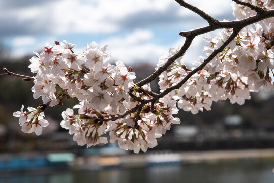 남원 섬진강변 봄 벚꽃, Spring cherry blossoms along the Seomjingang River in Namwon