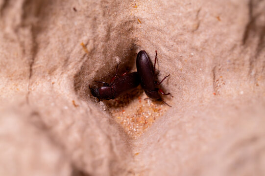 Macro photography of a Tenebrio molitor adult beetle (mealworm beetle) on a textured substrate.