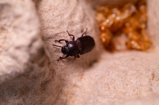 Macro photography of a Tenebrio molitor adult beetle (mealworm beetle) on a textured substrate.